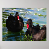 Black Swans Poster (Vorne)