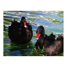 Black Swans Poster