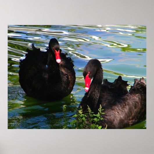 Black Swans Poster (Vorne)