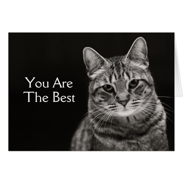 Black Tabby Kitten (Vorderseite (Horizontal))