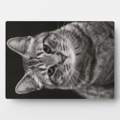 Black Tabby Kitten Fotoplatte (Vorderseite)