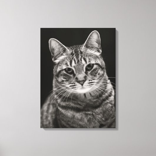 Black Tabby Kitten Leinwanddruck (Vorderseite)