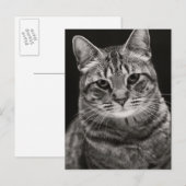 Black Tabby Kitten Postkarte (Vorne/Hinten)