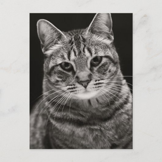 Black Tabby Kitten Postkarte (Vorderseite)