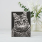 Black Tabby Kitten Postkarte (Stehend Vorderseite)