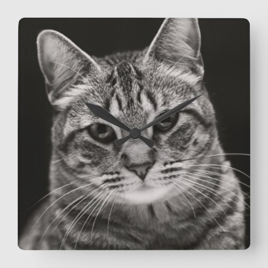 Black Tabby Kitten Quadratische Wanduhr (Vorderseite)