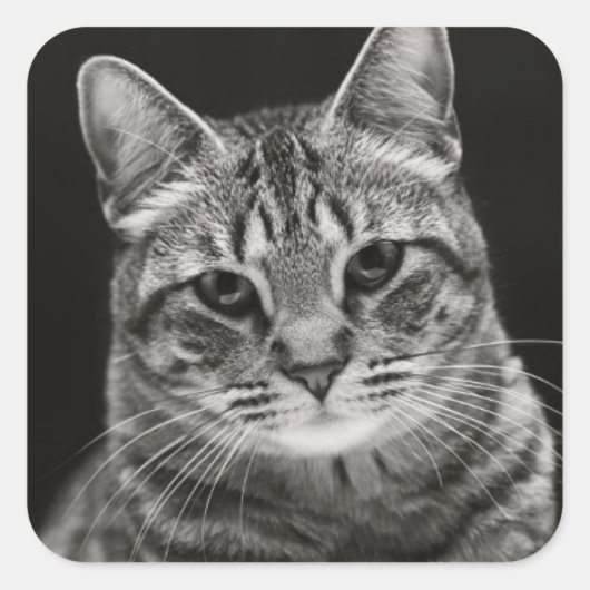 Black Tabby Kitten Quadratischer Aufkleber (Vorderseite)