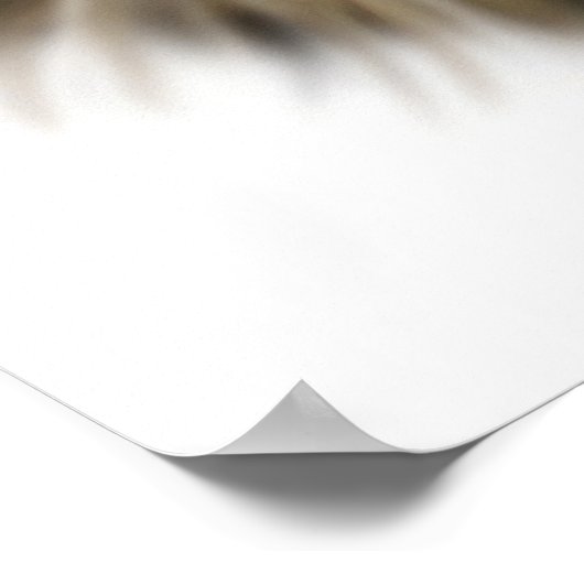 Black Tabby Maine Coon Cat Poster (Ecke)