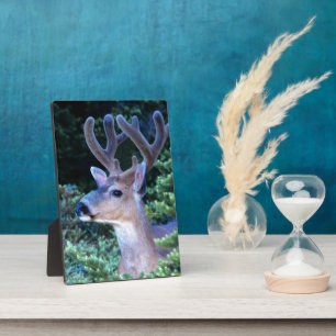 Black-tail Deer Olympic National Park Fotoplatte