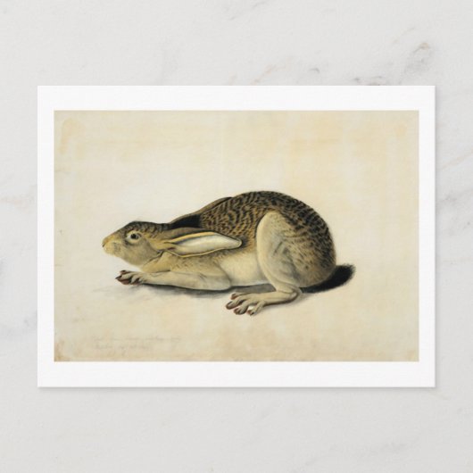 Black-Tails Hare, John James Audubon Postkarte (Vorderseite)