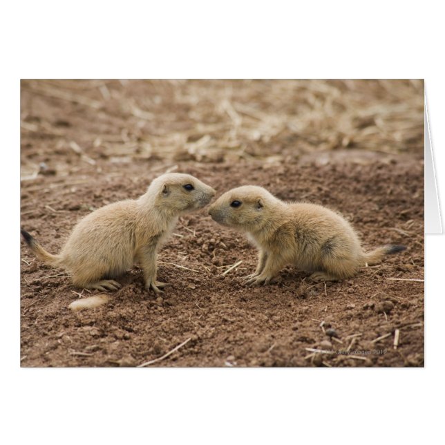 Black Tails Prarie Marmot (Vorderseite (Horizontal))