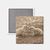 Black Tails Prarie Marmot Magnet (Vorderseite/Rückseite)