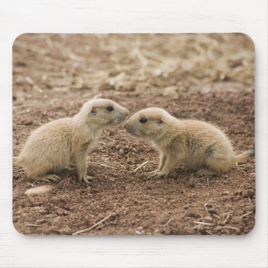 Black Tails Prarie Marmot Mousepad (Vorne)