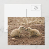 Black Tails Prarie Marmot Postkarte (Vorne/Hinten)