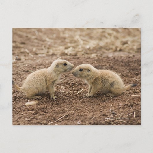 Black Tails Prarie Marmot Postkarte (Vorderseite)