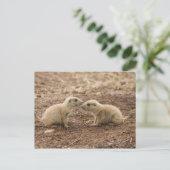 Black Tails Prarie Marmot Postkarte (Stehend Vorderseite)