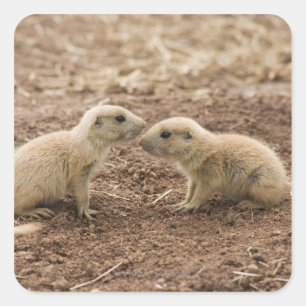 Black Tails Prarie Marmot Quadratischer Aufkleber