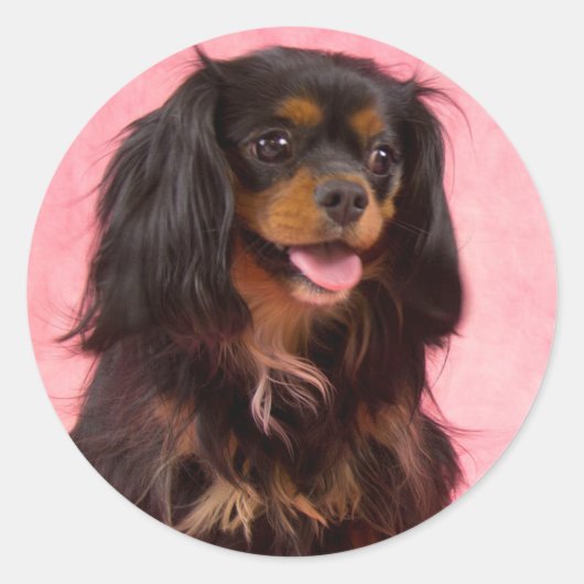 Black & Tan Cavalier King Charles Pink Sticker (Vorderseite)