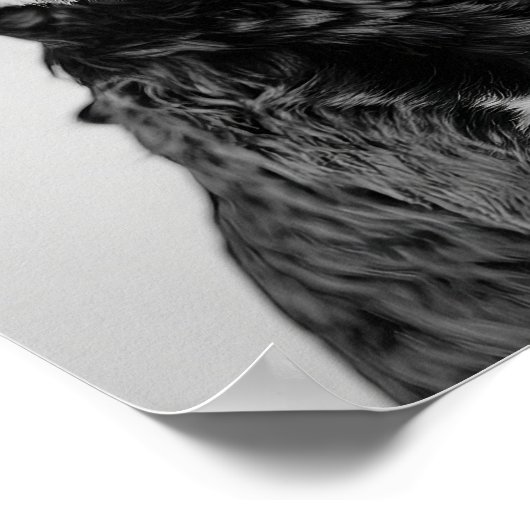 Black & Tan Cavapoo Drinking Wine Wall Art, Black  Poster (Ecke)