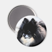 Black & Tan Spitz Magnet (Vorderseite/Rückseite)