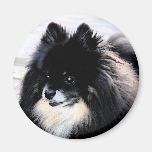 Black & Tan Spitz Magnet (Vorne)