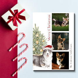 Black Tan White Corgi Weihnachtsbaum Haustier Foto Feiertagskarte