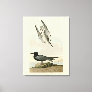 Black Tern aus Audubons Vögeln von Amerika Leinwanddruck