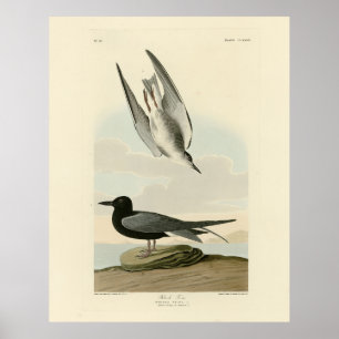 Black Tern aus Audubons Vögeln von Amerika Poster