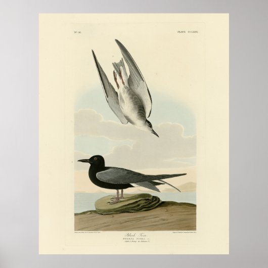 Black Tern aus Audubons Vögeln von Amerika Poster (Vorne)