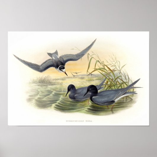 Black Tern Poster (Vorne)