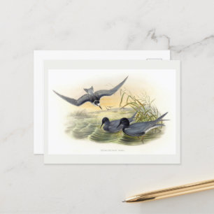 Black Tern Postkarte
