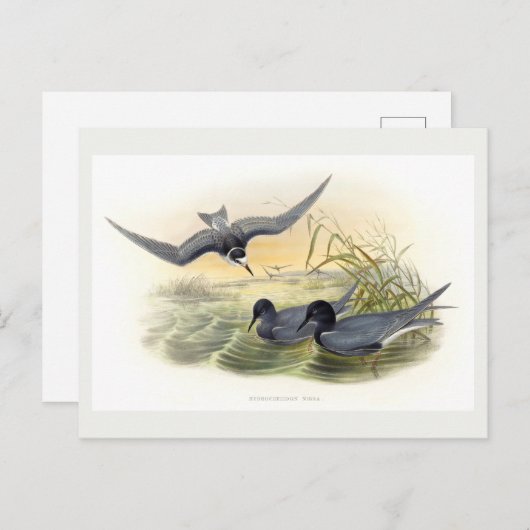 Black Tern Postkarte (Vorne/Hinten)