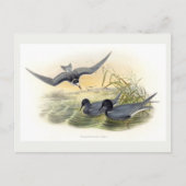 Black Tern Postkarte (Vorderseite)
