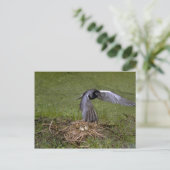 Black Tern über Nest Postkarte (Stehend Vorderseite)