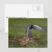 Black Tern über Nest Postkarte (Vorne/Hinten)