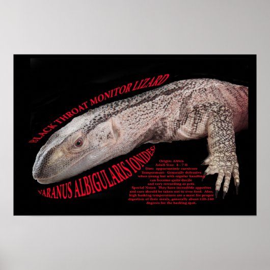 Black Throat Monitor Lizard Poster (Vorne)