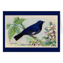 Black Throated Blue Warbler Bird Danke Karte