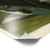 Black-Throated Diver Loon Audubon Birds of America Fotodruck (Ecke)