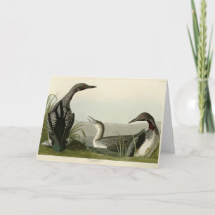 Black-Throated Diver Loon Audubon Birds of America Karte