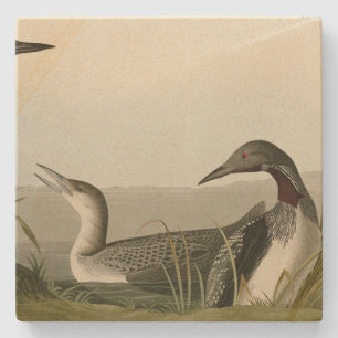 Black-Throated Diver Loon Audubon Birds of America Steinuntersetzer