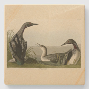 Black-Throated Diver Loon Audubon Birds of America Steinuntersetzer