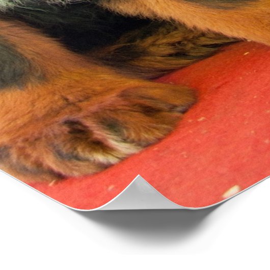 Black Tibetan Mastiff Poster (Ecke)