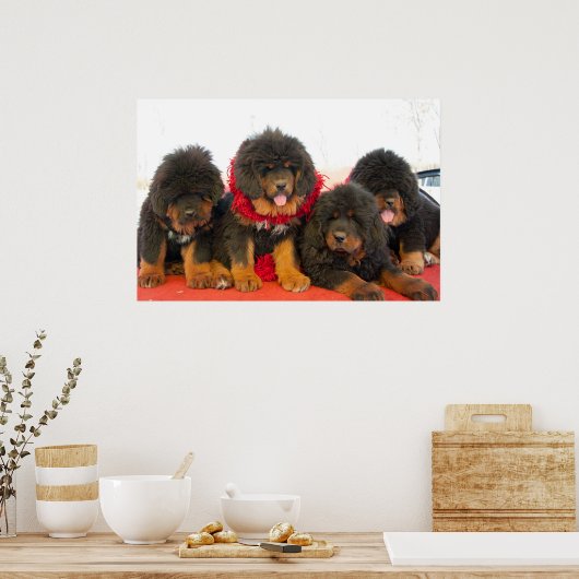 Black Tibetan Mastiff Poster (Küche)