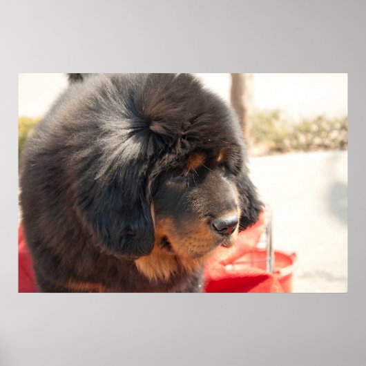 Black Tibetan Mastiff Poster (Vorne)