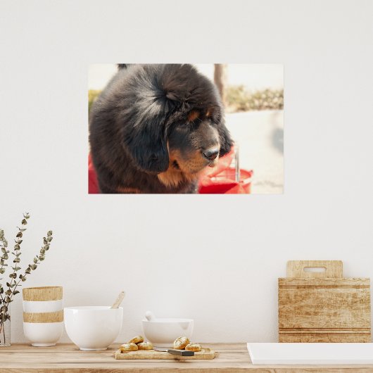 Black Tibetan Mastiff Poster (Küche)