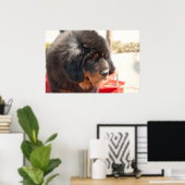 Black Tibetan Mastiff Poster (Heimbüro)