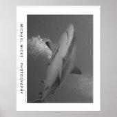Black Tip Reef Shark Poster (Vorne)