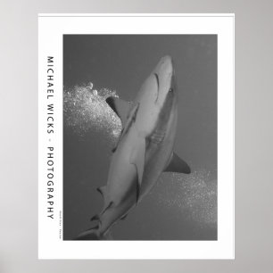Black Tip Reef Shark Poster