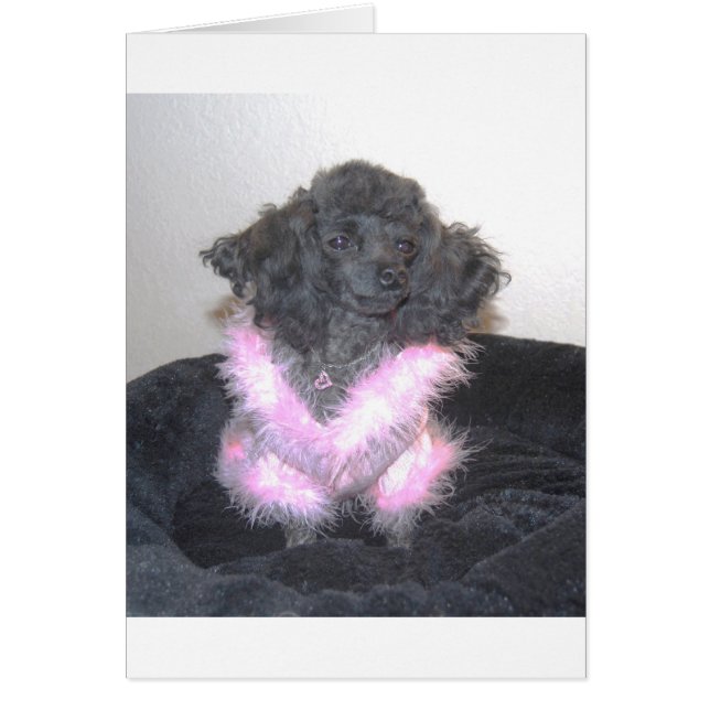 Black Toy Poodle in Pink Sweater oh la la la (Vorne)