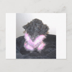 Black Toy Poodle in Pink Sweater oh la la la Postkarte